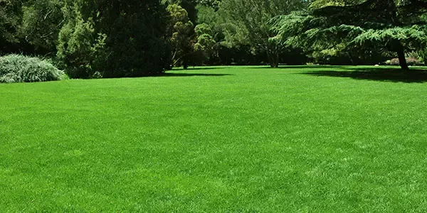 Lawn Care